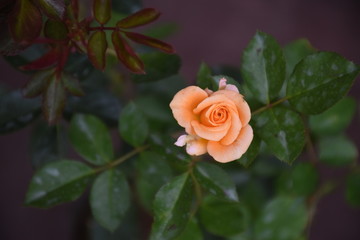 Rose Flowers in Sri Lanka 