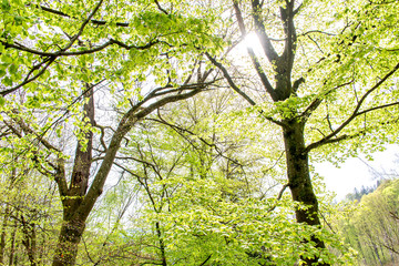 Buchen im Frühling