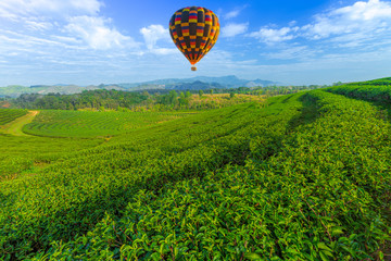 color hot air balloon over the tea plantation with mountain background