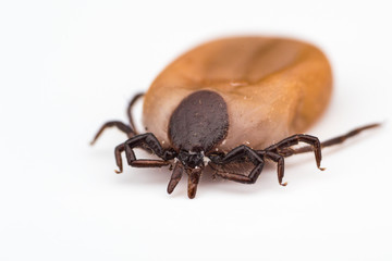 macro photo of tick on white background isolated