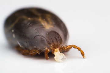 macro photo of tick on white background isolated