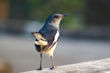 Oriental Magpie Robin female bird