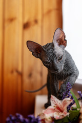 cat and flowers