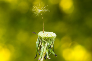 close-up photo of a dandelion in spring season