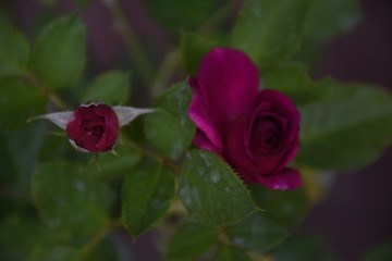 Rose Flowers in Sri Lanka 