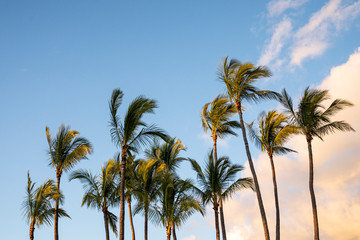 Fototapeta na wymiar Palmen in toller Landschaft in Hawaii