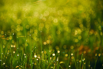 Drops of morning dew on the shoots of young grass during dawn, along with a blurry photo of the sun's rays.