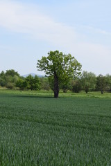 Thürer Wiesen im Frühling, Sumpfland mit Feldern und alten Bäumen