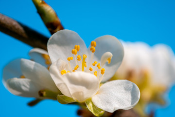 Plum tree bud macro photo