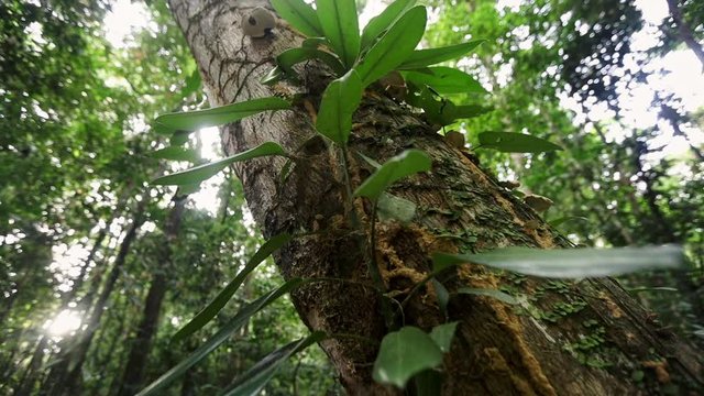 Slow motion video of Loranthus on big trees in rainforest. parasite trees. smooth video and close up plant on rainforest tree.