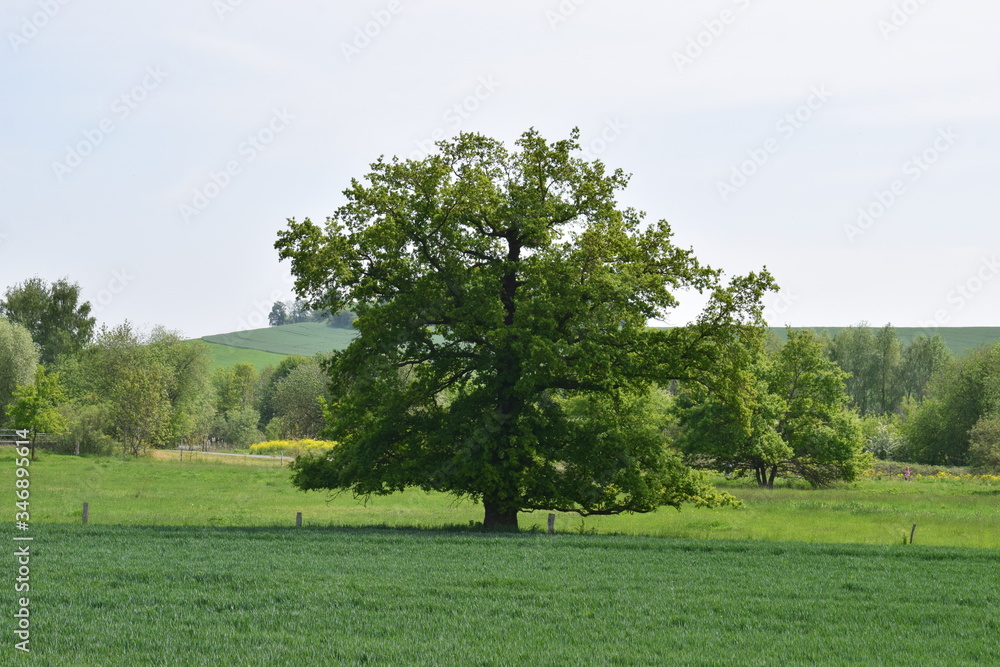 Sticker Thürer Wiesen im Frühling, Sumpfland mit Feldern und alten Bäumen