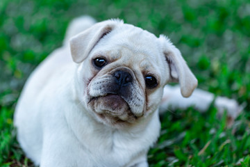 White Pug breed dog lying resting on the grass