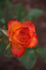 Rose Flowers in Sri Lanka 