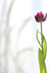 
tulip on the windowsill