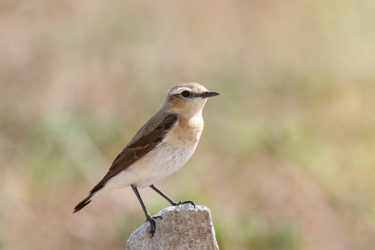Northern Wheatear Oenanthe oenanthe, sitting on a rock. Close up