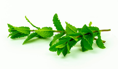 Fresh mint plant isolated on the white background © LAURA