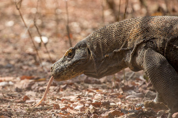 A Shot of the Only Predator Left in this World, the Dragon Komodo with It’s Poisonous Tongue