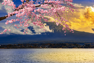 The beauty of cherry blossoms around Lake Kawaguchiko,Japan.