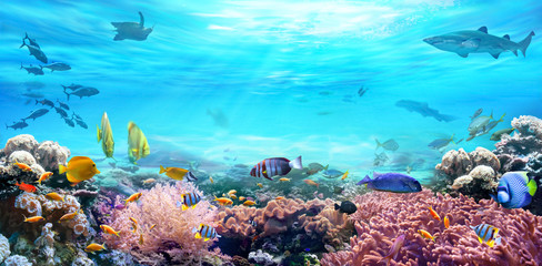 Tiere der Unterwasserwelt. Leben in einem Korallenriff. Bunte tropische Fische. Jagd auf Hai. Ökosystem.