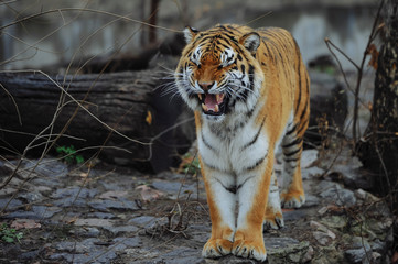 Tiger growls at the zoo. Close-up.