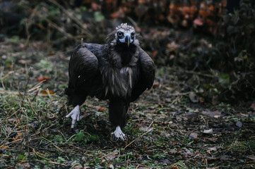 Vulture walks on the ground. Close-up.