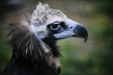 Vulture walks on the ground. Close-up.
