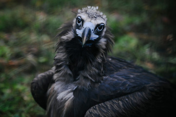 Vulture walks on the ground. Close-up.