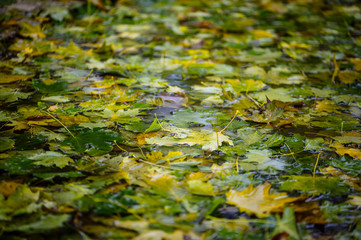 Autumn leaves in the water.