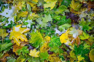 Autumn leaves in the water.