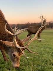 Stag grazing in Richmond Park