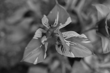 
black and white tulip