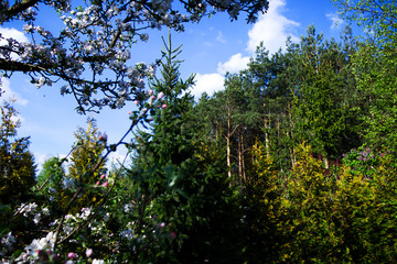 krajobraz natury, z niebem w tle.