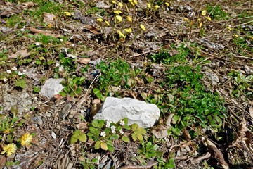 primroses in a forest glade among last year's foliage