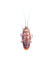 Dead cockroach isolated on white background,