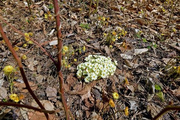 primroses in a forest glade among last year's foliage