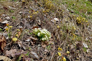 primroses in a forest glade among last year's foliage