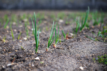 Growing onions