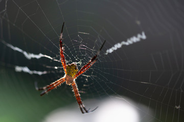Macro shot of a spider on its web