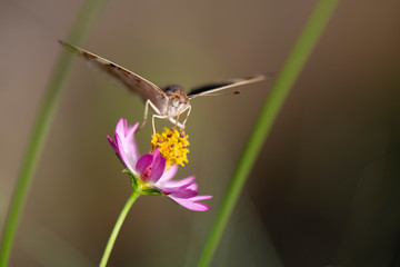 Macro Shot of A Butterfly On Top of A Flower