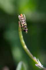 Macro Shot of Bee On A Leaf