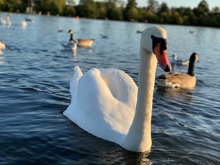 Swan in Hyde Park, London