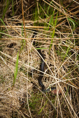 Grass snake in the grass