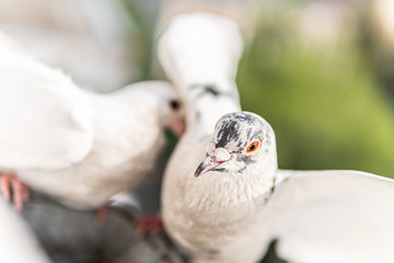 Two beautiful white pigeons with orange eyes are sitting and looking and waiting for the food