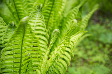 fresh green fern in spring forest at sunrise 