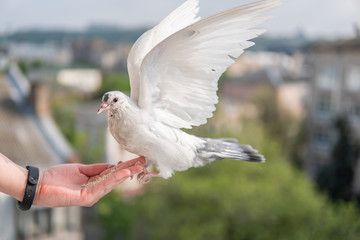 White hungry pigeon with black eyes is sitting on a hand and eating wheats