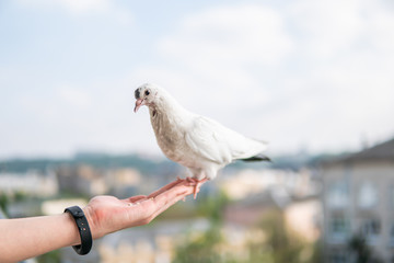White hungry pigeon with black eyes is sitting on a hand and eating wheats