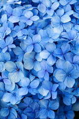 flores silvestres azules en su espacio natural