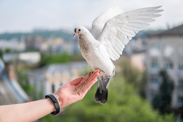White hungry pigeon with black eyes is sitting on a hand and eating wheats