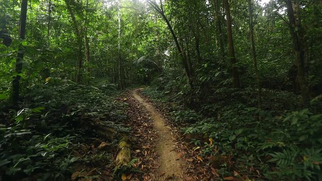smooth video of footpath in rainforest of southern Thailand in spring season. With sun light go through the trees.