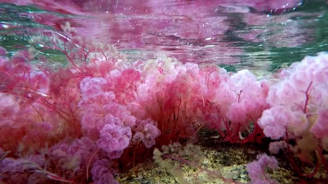 Macarenia Clavigera Underwater Plant in Cano Cristales / River of Five Colors, Colombia
